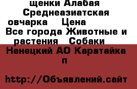 щенки Алабая (Среднеазиатская овчарка) › Цена ­ 15 000 - Все города Животные и растения » Собаки   . Ненецкий АО,Каратайка п.